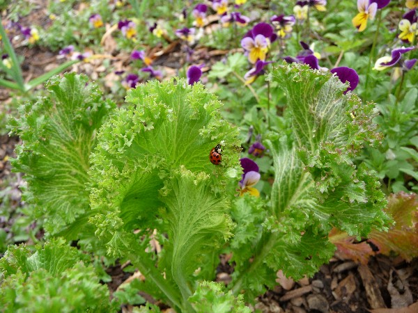 Web full 2013-04-02 Organic Gardening n No Plastic Bags 060.jpg